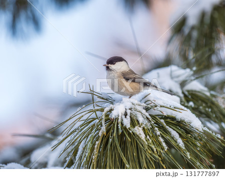 Cute bird the willow tit, song bird sitting on the fir branch with snow in winter 131777897