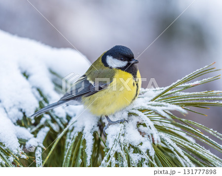 Cute bird Great tit, songbird sitting on the fir branch with snow in winter 131777898