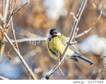 Cute bird Great tit, songbird sitting on the nice branch with beautiful autumn background 131777899