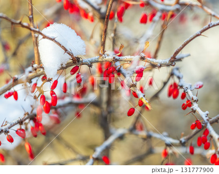 Red berries of barberry on a bush branch in autumn snowfall. Barberry bush in the autumn garden. 131777900
