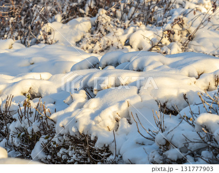 Tree branches in winter covered with snow and frost in snowfall. Frozen tree branches. Tree branches in winter covered with snow and frost in snowfall. Frozen tree branches. 131777903