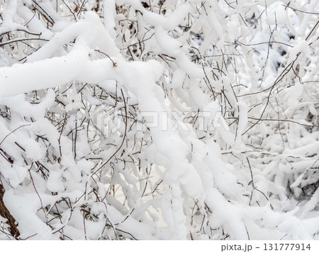 Tree branches in winter covered with snow and frost in snowfall. Frozen tree branches. Tree branches in winter covered with snow and frost in snowfall. Frozen tree branches. 131777914