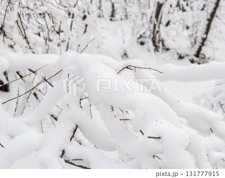 Tree branches in winter covered with snow and frost in snowfall. Frozen tree branches. Tree branches in winter covered with snow and frost in snowfall. Frozen tree branches. 131777915