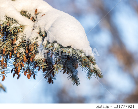 Green fir branches in winter covered with snow Green fir branches in winter covered with snow 131777921