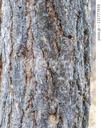 Old wood pine bark texture or background. 131777939