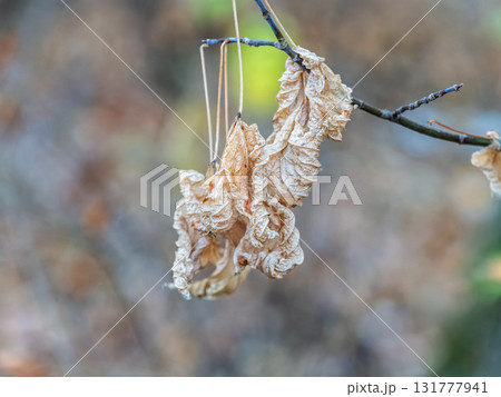 Maple branches with yellow leaves in autumn, in the light of sunset. Maple branches with yellow leaves in autumn, in the light of sunset. 131777941