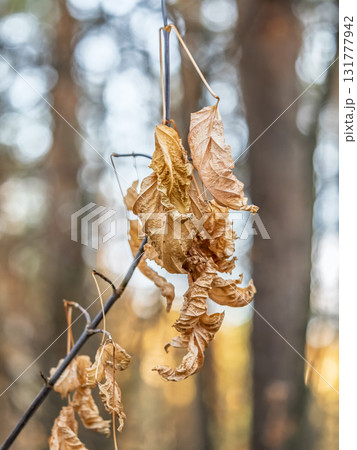 Maple branches with yellow leaves in autumn, in the light of sunset. 131777942
