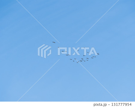 Flock of geese in flight Flock of geese in flight 131777954