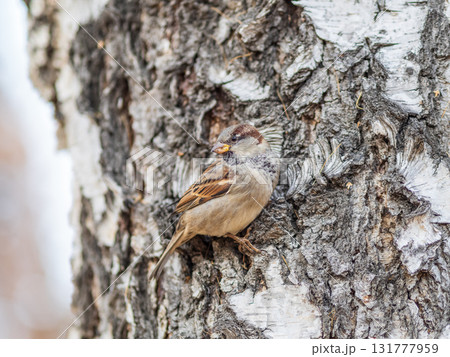 Sparrow sits on tree trunk on autumn background Sparrow sits on tree trunk on autumn background 131777959