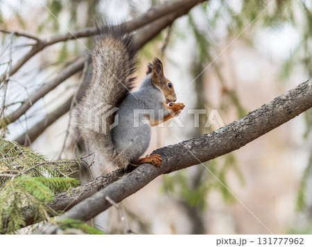 Squirrel sits on a branch in Autumn park Squirrel sits on a branch in Autumn park 131777962