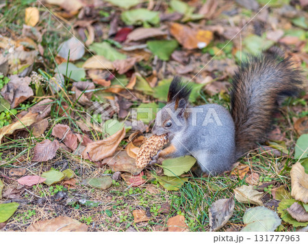 Squirrel in autumn or spring with nut on the green grass with fallen yellow leaves 131777963