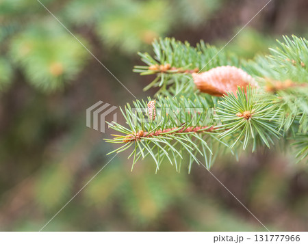 Background of green spruce branches in sunset light 131777966