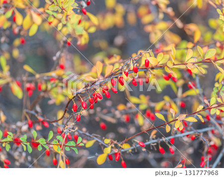 Branches of a barberry Bush with ripe red barberry berries 131777968