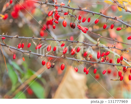 Branches of a barberry Bush with ripe red barberry berries 131777969