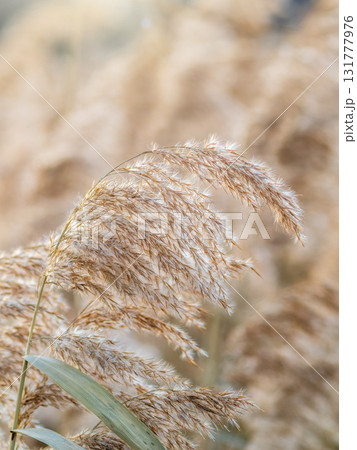Yellow autumn fluffy feather grass with seeds on curved stems in light wind. Hello autumn concept. Natural background with copy space 131777976