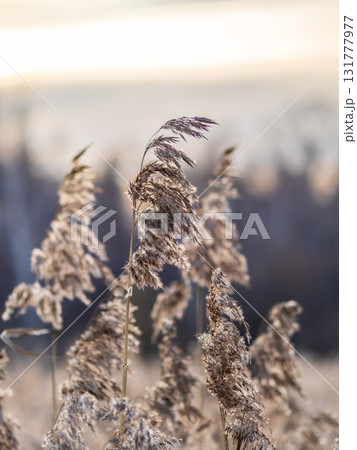 Yellow autumn fluffy feather grass with seeds on curved stems in light wind. Hello autumn concept. Natural background with copy space Yellow autumn fluffy feather grass with seeds on curved stems in light wind. Hello autumn concept. Natural background with copy space 131777977