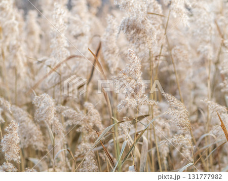 Yellow autumn fluffy feather grass with seeds on curved stems in light wind. Hello autumn concept. Natural background with copy space Yellow autumn fluffy feather grass with seeds on curved stems in light wind. Hello autumn concept. Natural background with copy space 131777982