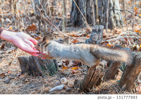 Girl feeds a squirrel with nuts in an autumn park. Girl feeds a squirrel with nuts in an autumn park. 131777993
