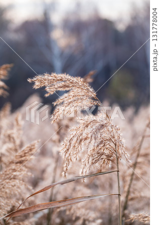 Yellow autumn fluffy feather grass with seeds on curved stems in light wind. Hello autumn concept. Natural background with copy space Yellow autumn fluffy feather grass with seeds on curved stems in light wind. Hello autumn concept. Natural background with copy space 131778004