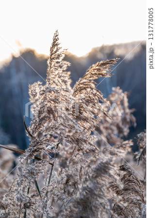 Yellow autumn fluffy feather grass with seeds on curved stems in light wind. Hello autumn concept. Natural background with copy space Yellow autumn fluffy feather grass with seeds on curved stems in light wind. Hello autumn concept. Natural background with copy space 131778005