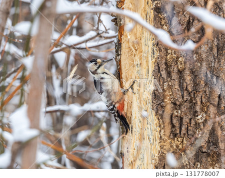 Little woodpecker sits on a tree trunk with snow in winter. The great spotted woodpecker, Dendrocopos major 131778007