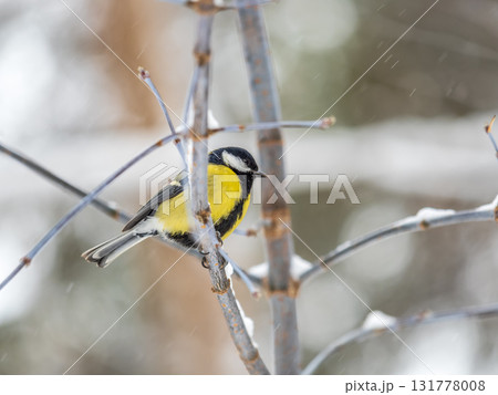 Cute bird Great tit, songbird sitting on the fir branch with snow in winter Cute bird Great tit, songbird sitting on the fir branch with snow in winter 131778008