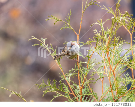 Sparrow sits on a fir branch in the sunset light. Sparrow sits on a fir branch in the sunset light. 131778032