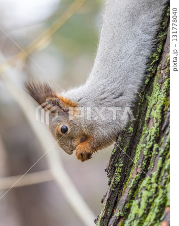 Squirrel sitting upside down on a tree trunk. The squirrel hangs upside down on a tree against colorful blurred background. Close-up. Squirrel sitting upside down on a tree trunk. The squirrel hangs upside down on a tree against colorful blurred background. Close-up. 131778040