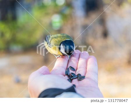 A tit sits on a man's hand and eats seeds. 131778047