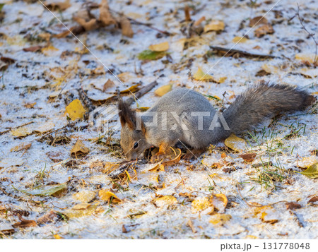 Autumn squirrel sits on green grass with yellow fallen leaves covered with first snow. Eurasian red squirrel, Sciurus vulgaris Autumn squirrel sits on green grass with yellow fallen leaves covered with first snow. Eurasian red squirrel, Sciurus vulgaris 131778048