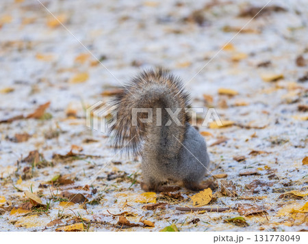 Autumn squirrel sits on green grass with yellow fallen leaves covered with first snow. Eurasian red squirrel, Sciurus vulgaris 131778049