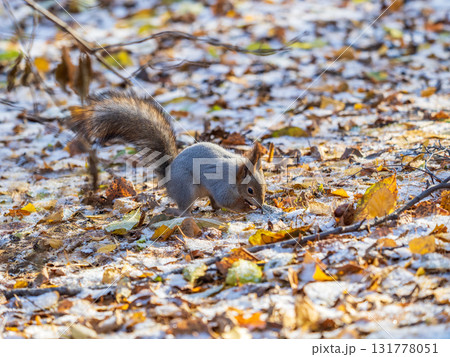 Autumn squirrel sits on green grass with yellow fallen leaves covered with first snow. Eurasian red squirrel, Sciurus vulgaris Autumn squirrel sits on green grass with yellow fallen leaves covered with first snow. Eurasian red squirrel, Sciurus vulgaris 131778051