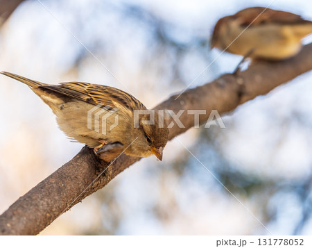 Sparrow sits on a branch without leaves. 131778052