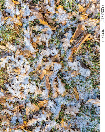 First snow on the green grass and fallen leaves in autumn. Yellow and green fallen leaves on the grass with snow. First snow on the green grass and fallen leaves in autumn. Yellow and green fallen leaves on the grass with snow. 131778055