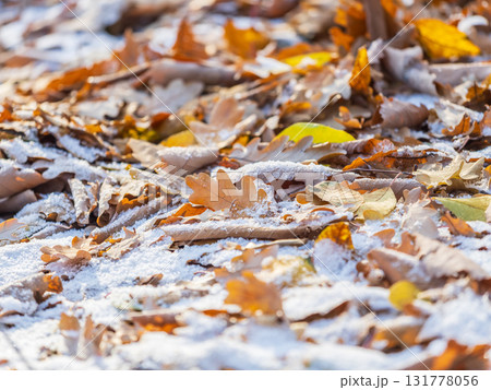 First snow on the green grass and fallen leaves in autumn. Yellow and green fallen leaves on the grass with snow. 131778056