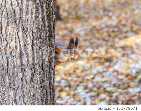 Portrait of a squirrel on a tree trunk Portrait of a squirrel on a tree trunk 131778071
