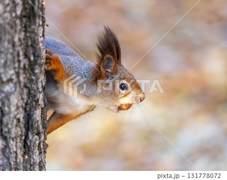 Portrait of a squirrel on a tree trunk 131778072