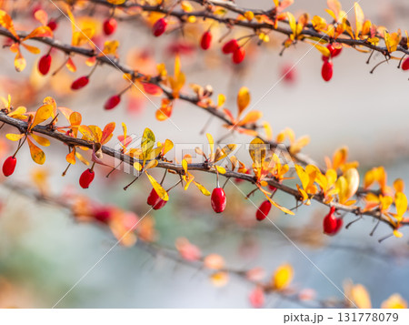Branches of a barberry Bush with ripe red barberry berries Branches of a barberry Bush with ripe red barberry berries 131778079
