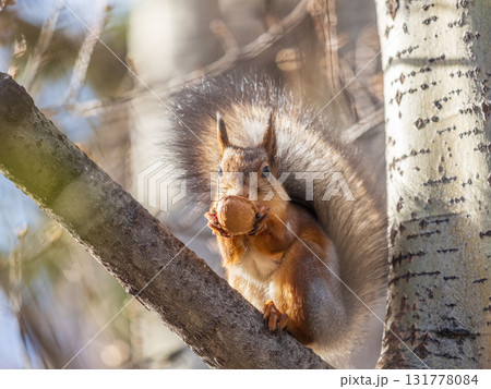 The squirrel with nut sits on tree in the autumn. Eurasian red squirrel, Sciurus vulgaris. 131778084