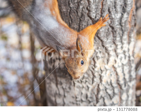 Squirrel sitting upside down on a tree trunk. The squirrel hangs upside down on a tree against colorful blurred background. Close-up. Squirrel sitting upside down on a tree trunk. The squirrel hangs upside down on a tree against colorful blurred background. Close-up. 131778088