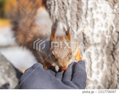 A squirrel in the autumn eats nuts from a human hand. Eurasian red squirrel, Sciurus vulgaris 131778097