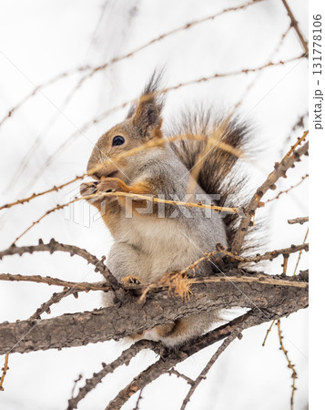 The squirrel with nut sits on tree in the winter or late autumn 131778106