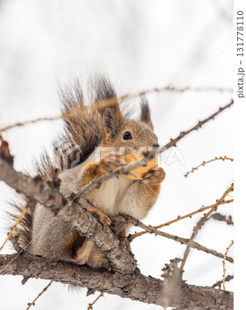 The squirrel with nut sits on tree in the winter or late autumn 131778110