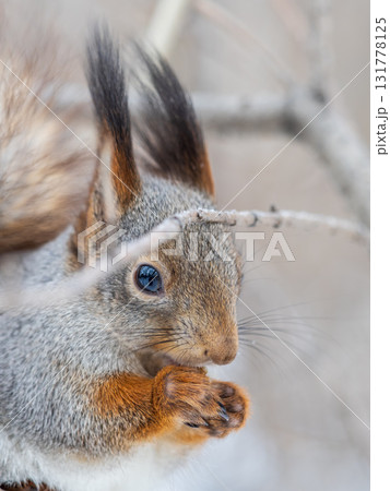 The squirrel with nut sits on tree in the winter or late autumn 131778125