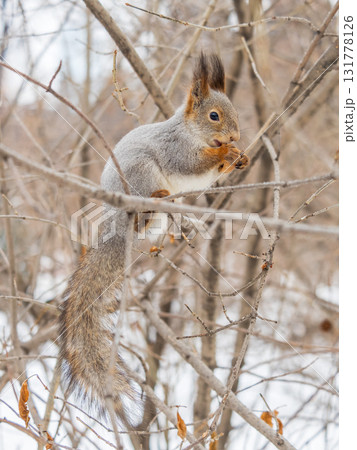 The squirrel with nut sits on tree in the winter or late autumn 131778126