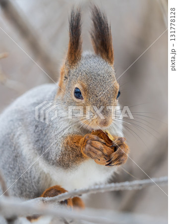 The squirrel with nut sits on tree in the winter or late autumn 131778128