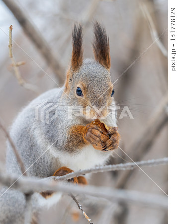 The squirrel with nut sits on tree in the winter or late autumn 131778129