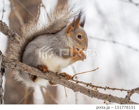 The squirrel with nut sits on tree in the winter or late autumn The squirrel with nut sits on tree in the winter or late autumn 131778131