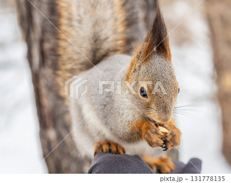 Squirrel eats nuts from a man's hand. Caring for animals in winter or autumn. 131778135