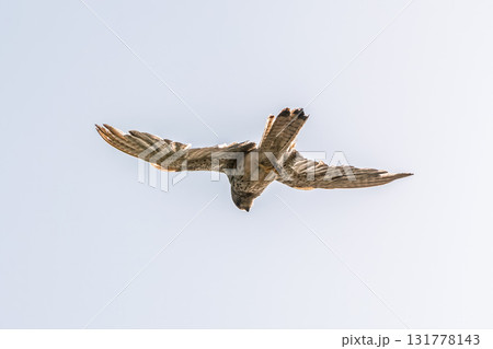 Common kestrel, Falco tinnunculus, hovered in the air in search of prey 131778143
